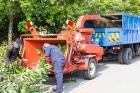 Webster Tree Pros