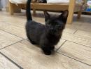 Munchkin Kittens For Sale