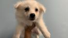 American Eskimo Puppy For Sale