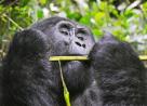 Gorilla trekking safaris in Uganda and Rwanda