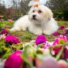 Havanese Puppies For Sale