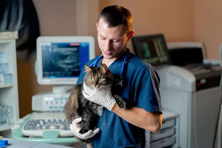 Brandon Mobile Vet