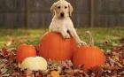 Trusted Vet Clinic in Chesapeake, VA - Compassionate Care for Your Pets