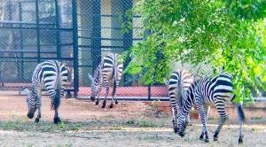 Export and Import Animal Services in Thailand