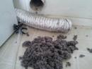 Pet stain removal near me | Farriss Carpet and Cleaning Services