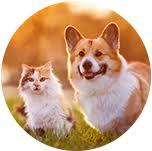 Trusted Veterinary Care in Newmarket, ON