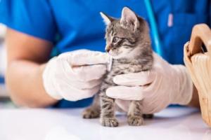 Top-Rated Vet in New Orleans, LA – Clearview Veterinary Hospital