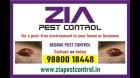 Bed Bug Pest cleaning | Commercial | effective Bed Bug treatment| 4094