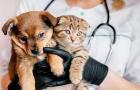 Trusted Veterinary Clinic in Chesapeake, VA – Care You Can Count On