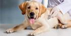 Exceptional Veterinary Care in Roanoke, VA – Old Dominion Vet Clinic
