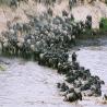 Unforgettable African Safaris