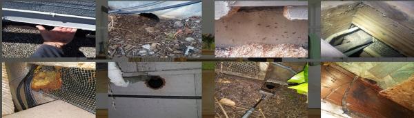 Done Right Rodent Proofing Novato
