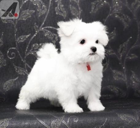 Two Top Class Maltese Puppies Available