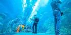 Get Your Dubai Aquarium & Underwater Zoo Tickets at the Best Price!