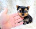 AKC Yorkshire Terrier (Yorkie) Puppies