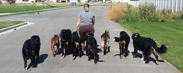 Wasatch Canine Camp