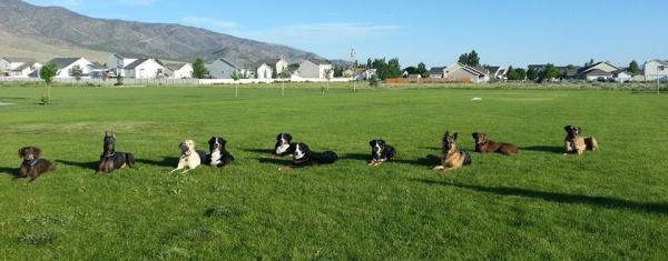 Wasatch Canine Camp