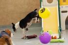 Dog daycare near me – Loving Care & Playtime!