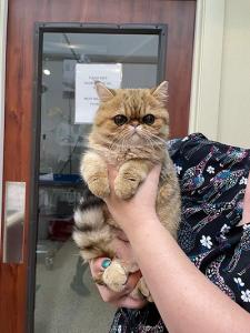 Compassionate Pet Care in Calistoga & Lake County – Visit Calistoga Pet Clinic!