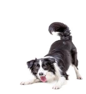 Trusted Veterinary & Pet Care in Rialto CA – Visit Valley Pet Hotel Today!