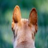 Beverly Hills Dog Bite Attorney