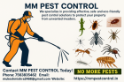The Ultimate Guide to Termite Treatment