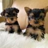 BOTH MALE AND FEMALE TEACUP YORKIE PUPPIES {teacupyorkiepuppiescenter.shop}