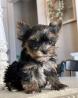 TEACUP YORKIE PUPPIES FOR ADOPTION