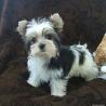 TEACUP YORKIE PUPPIES FOR ADOPTION