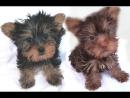TEACUP YORKIE PUPPIES FOR ADOTION