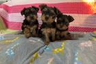 YORKIE PUPPIES FOR ADOPTION