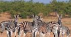 Authentic African Safari Experiences with Wild Planet Safari