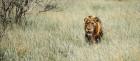 Discover the Best Tanzania Safari Tours