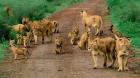 Safari Arusha Experts – Book with Asante Travel Group Today!