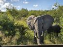 2 Day Kruger Safari from Johannesburg - Quick Wildlife Escape!